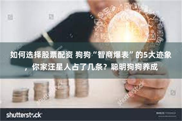 如何选择股票配资 狗狗“智商爆表”的5大迹象，你家汪星人占了